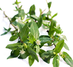 Bhringraj Leaves Powder